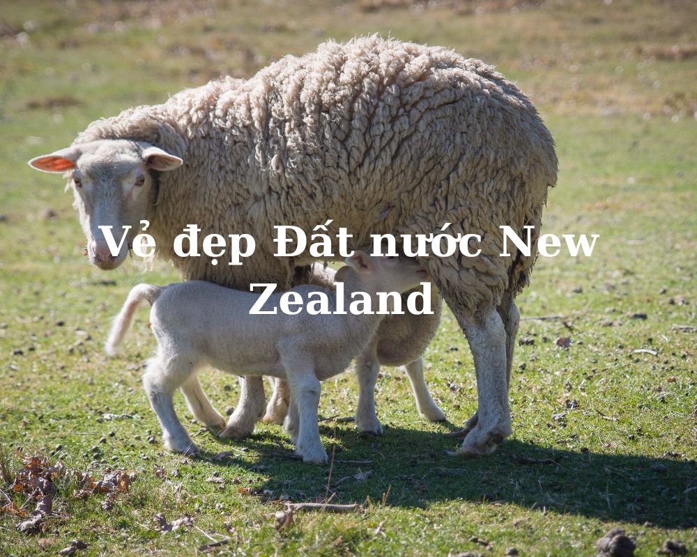 Giới thiệu về đất nước New Zealand